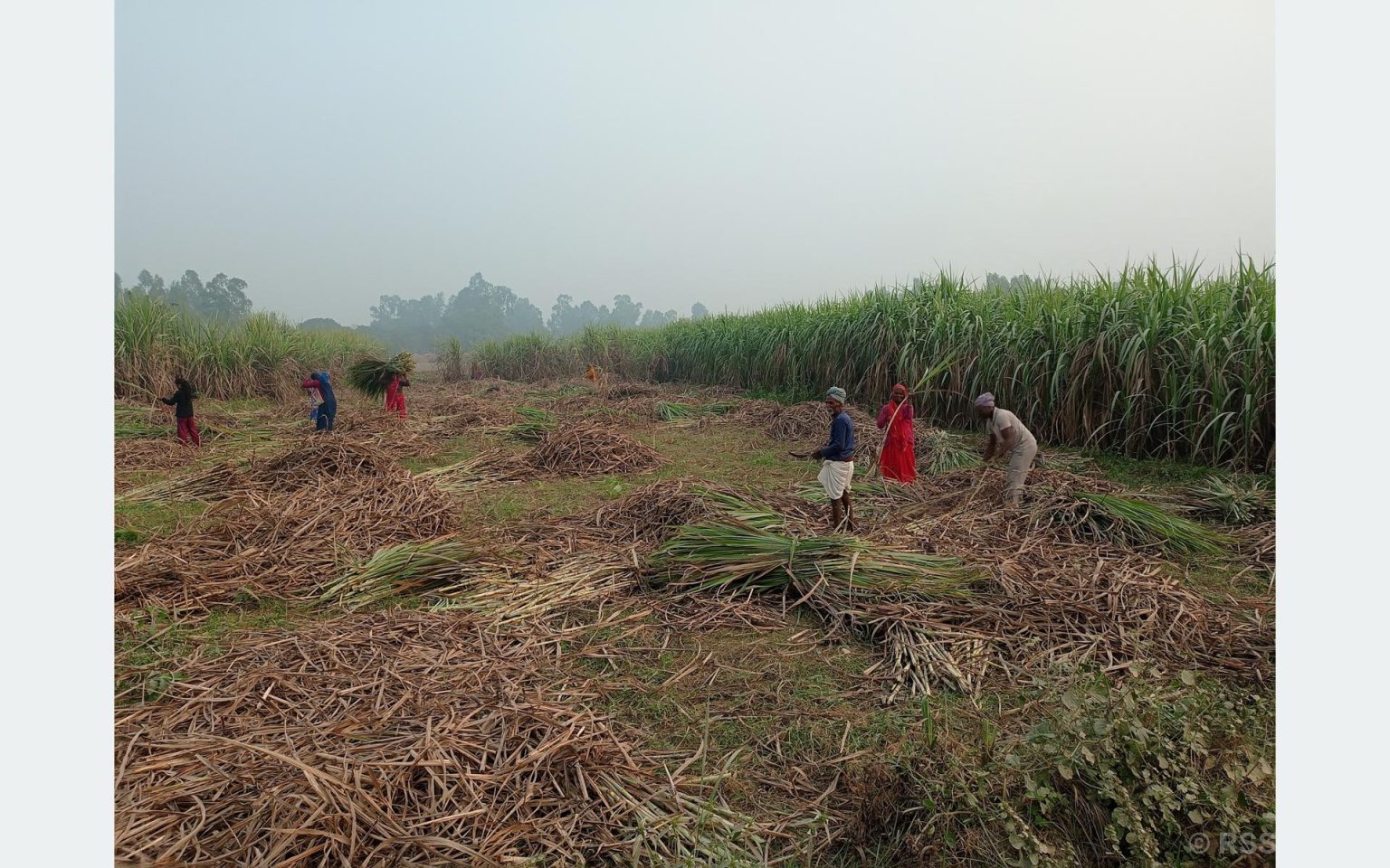 महोत्तरीका उखु किसानलाई धपेडी