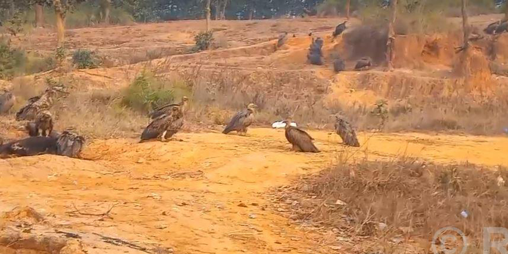 बर्दिबासको पर्यावरणबारे बढ्दै चासो