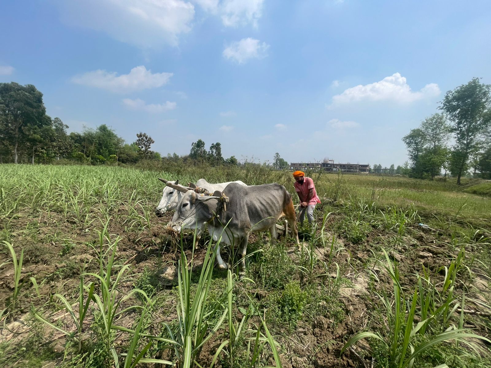 इन्धन मूल्यवृद्धिको मारमा किसान : महोत्तरीका किसान परम्परागत खेतीतर्फ फर्कँदै