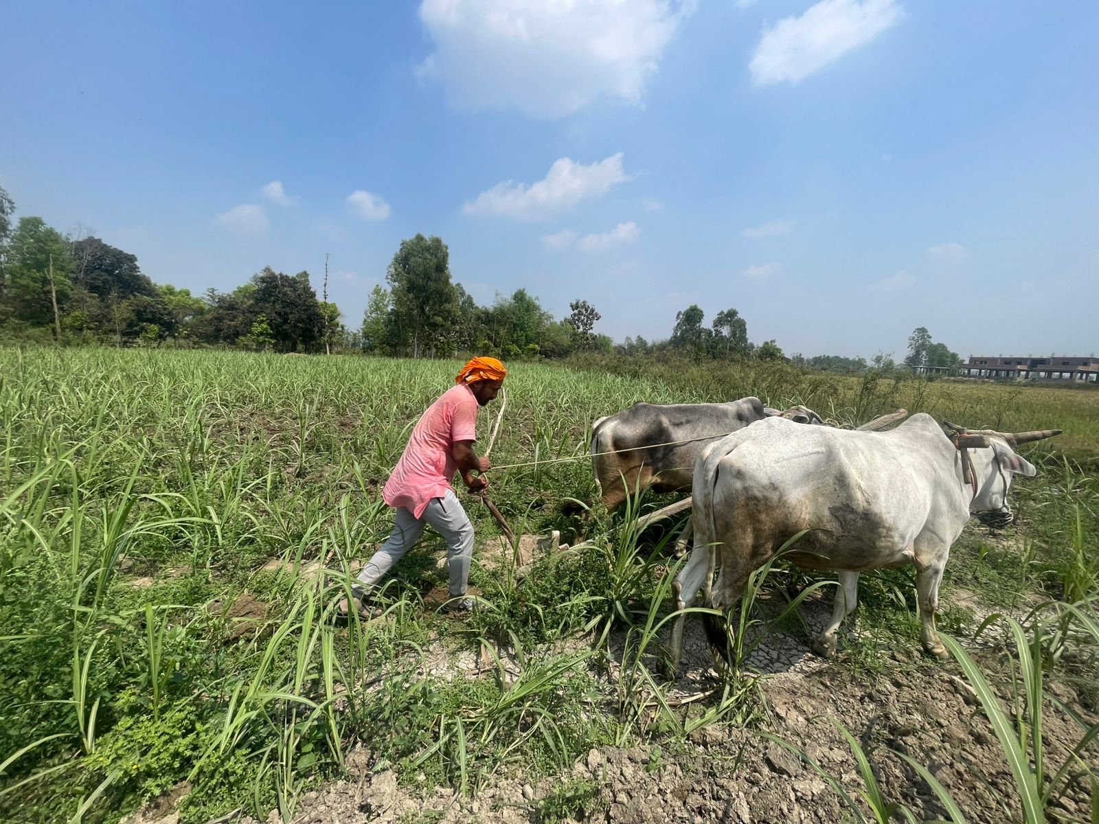करोडौँको सिचाइँ संरचना अलपत्र,५१ प्रतिशतभन्दा बढी जग्गामा सिचाइँको सुविधा पुग्न सकेन