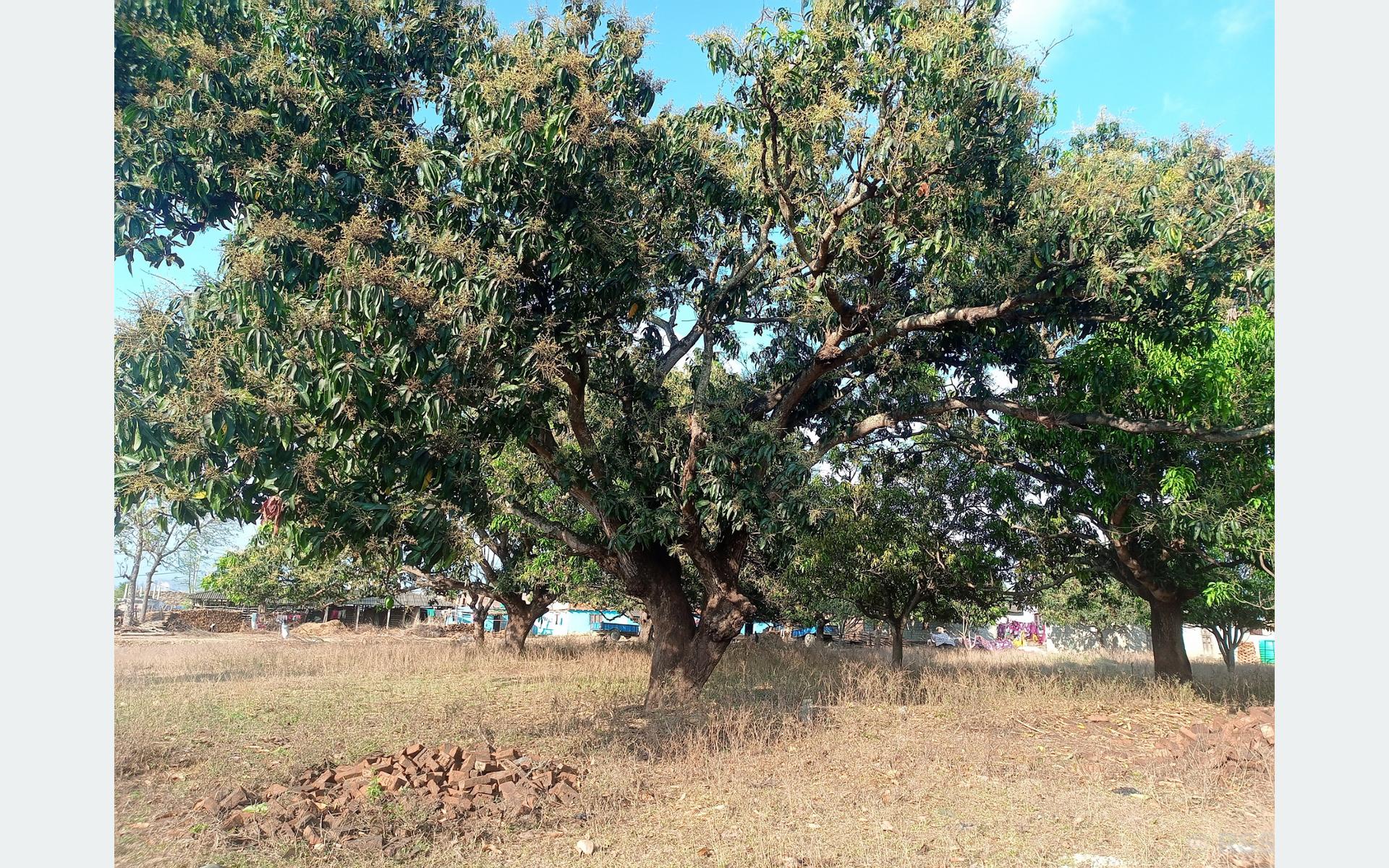 दुई दिनको वर्षाले किसानलाई राहत