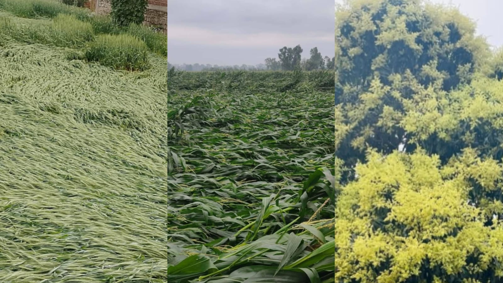 वर्षाले गहुँ, दलहन र मकैबालीमा क्षति, फलफूल तथा तरकारीमा आंशिक लाभ