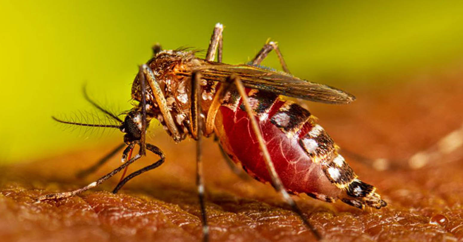 मधेसका जिल्लामा लामखुट्टेको प्रकोप बढ्दो