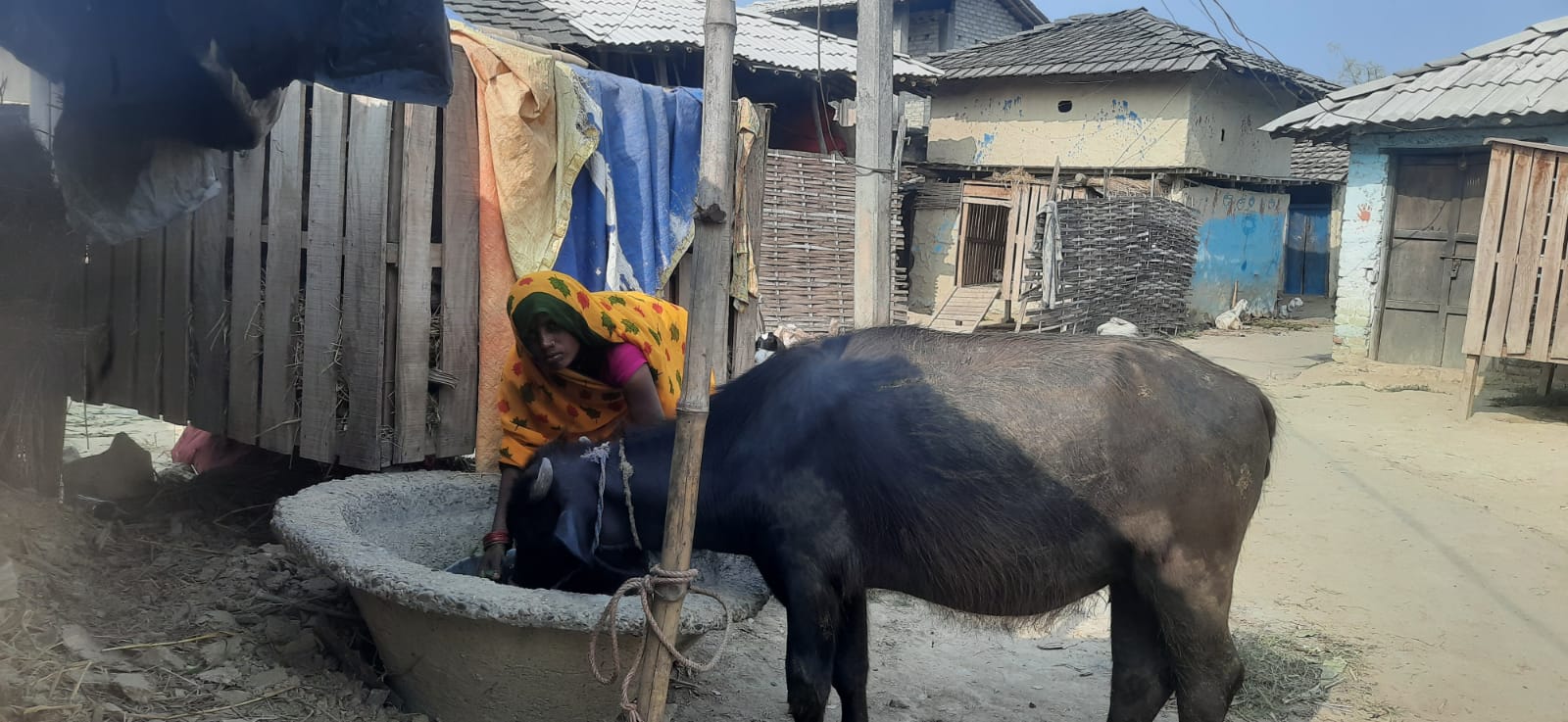 महोत्तरीका उत्तरी भेगका किसान पशुपालनतर्फ आकर्षित