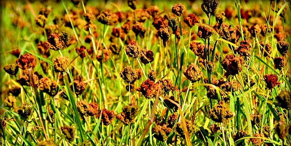 मधेसमा हरायो कोदो