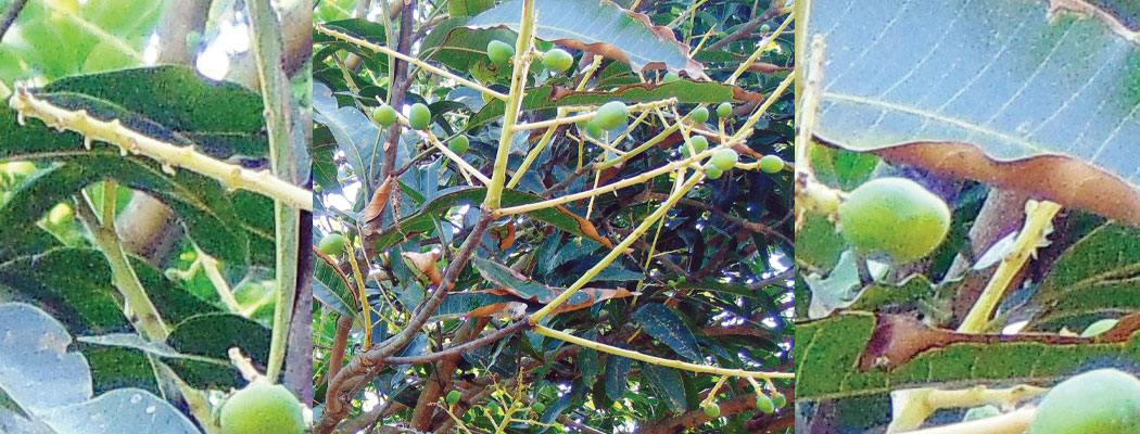 मधुवा रोगले मधेस प्रदेशमा आँप उत्पादन घट्ने अनुमान