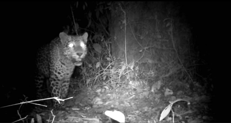 ढल्केबर क्षेत्रमा चितुवाको आतंक, खसीबाख्रा सिकार हुन थालेपछि स्थानीय त्रसित