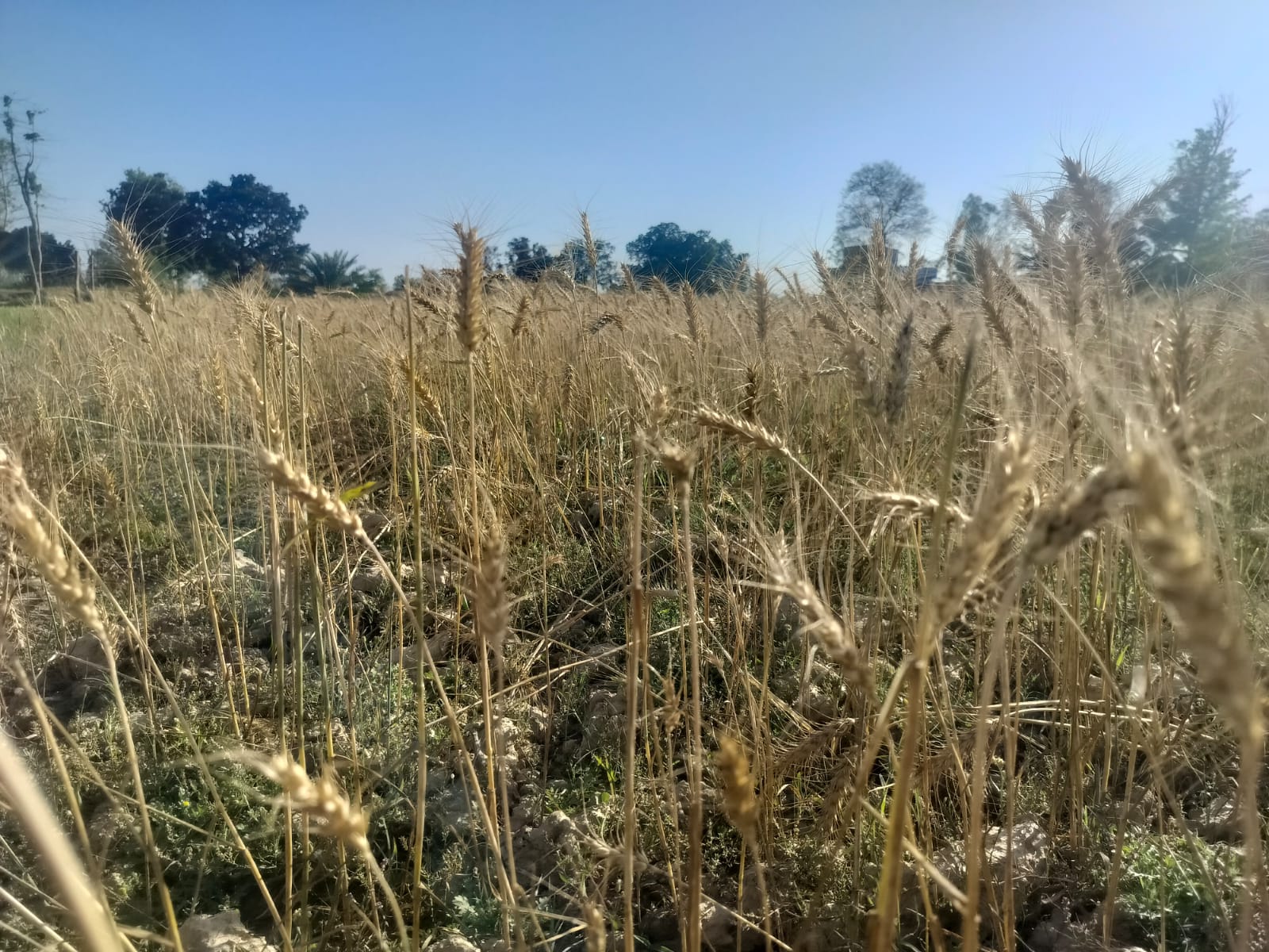 प्रतिकूल मौसम र किराको प्रकोपले मधेसमा गहुँ उत्पादन घट्यो
