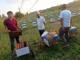 महोत्तरीका वनमा माहुरी चराउँदै चितवनका किसान