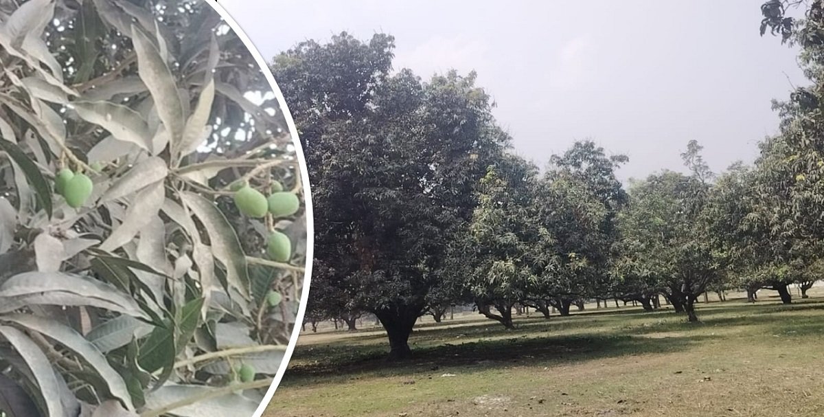 फूल फुले पनि हावाहुरीले झार्दियो,मधेसमा आँप उत्पादन घट्ने सम्भावना