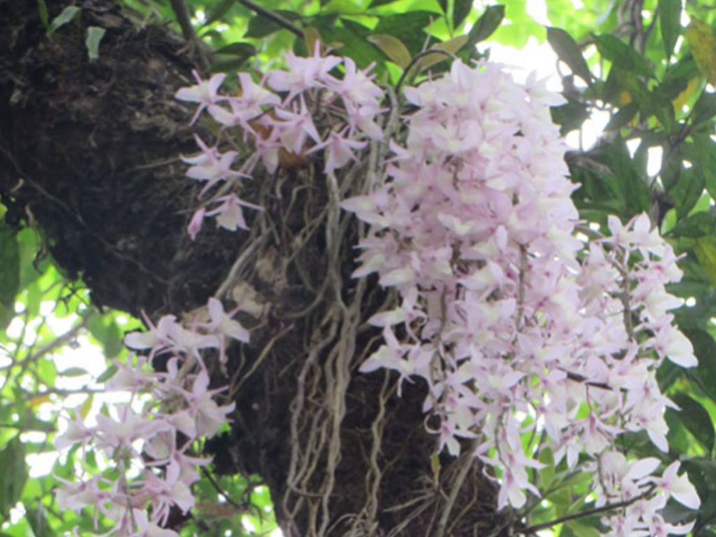 नयाँ वर्ष नजिकिँदै गर्दा सलहेश फूलबारीमा भक्तजनको भीड