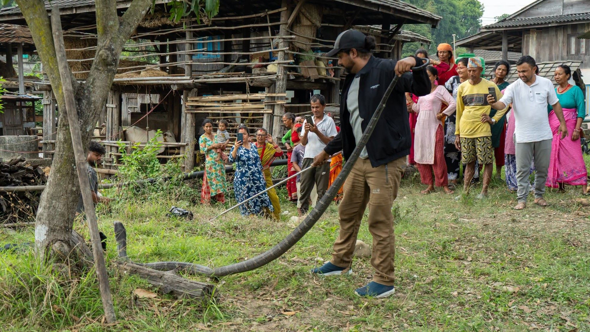 बर्दिबास -३, राजाबासबाट ११ फिट लामो दुर्लभ राजगोमन सर्पको उद्धार