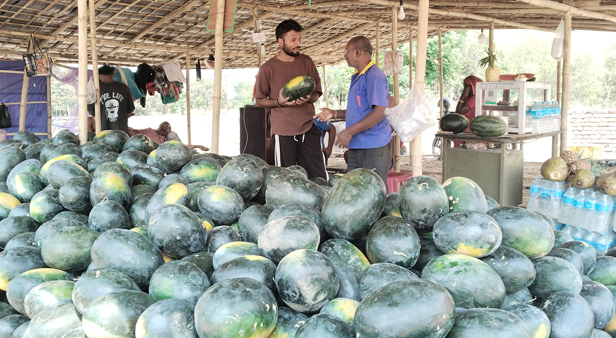 ढल्केबरमा तरबुजाको व्यापार फस्टाउँदो