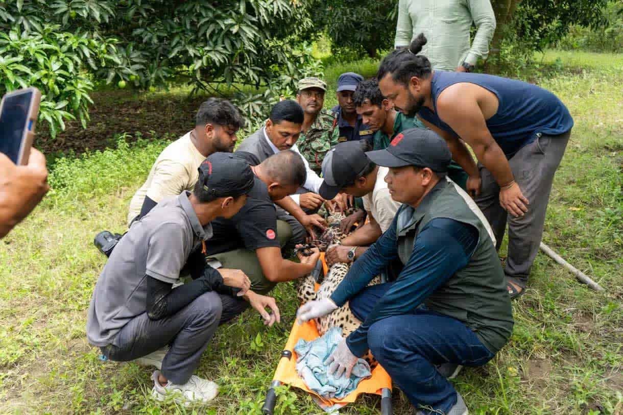ढल्केवरमा तारजालीमा फसेको चितुवाको सकुशल उद्दार