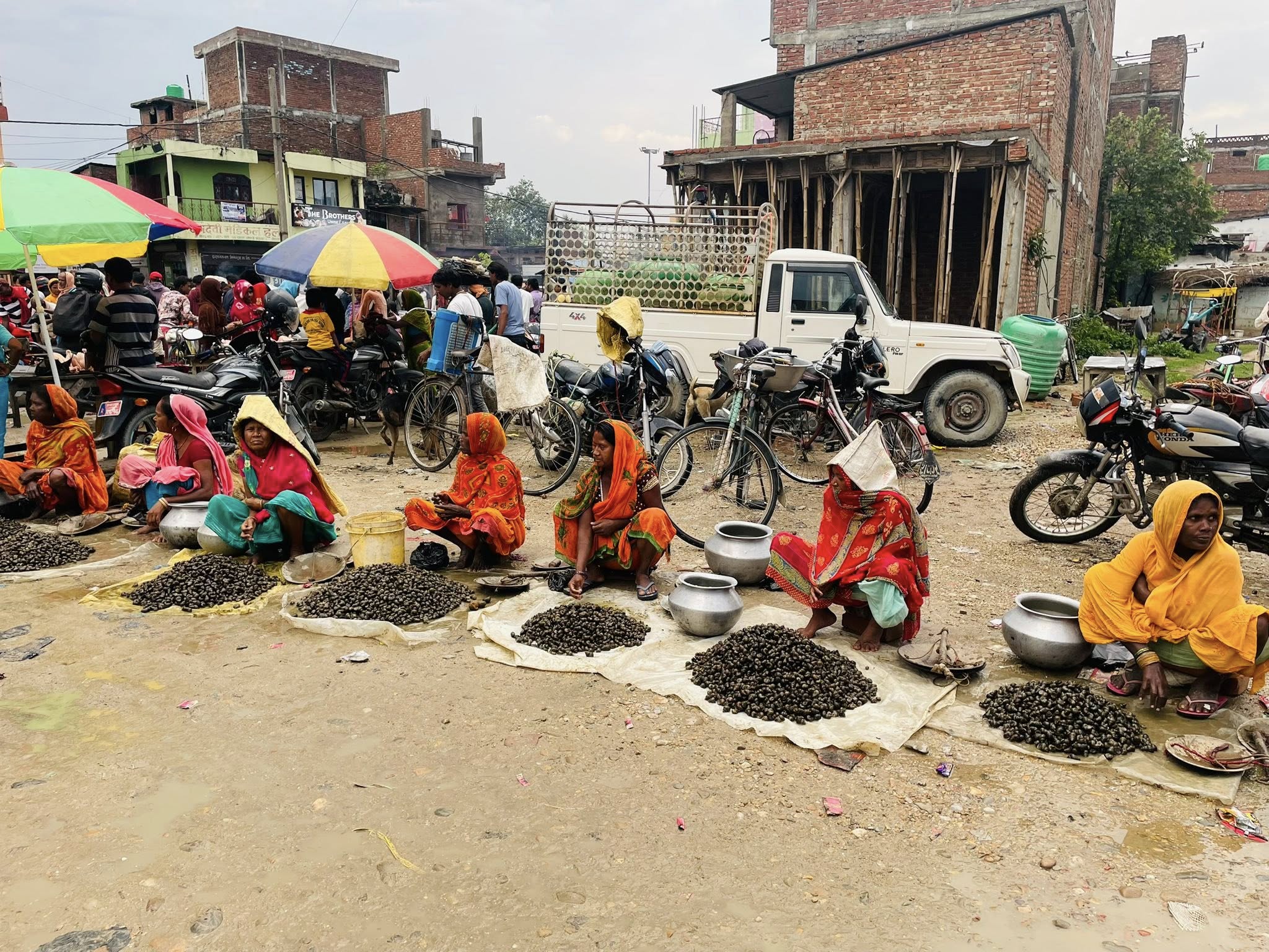 महोत्तरीको औरही बजारमा घोङी बिक्रीले मुसहर–माझी समुदायको जीविकोपार्जनमा टेवा