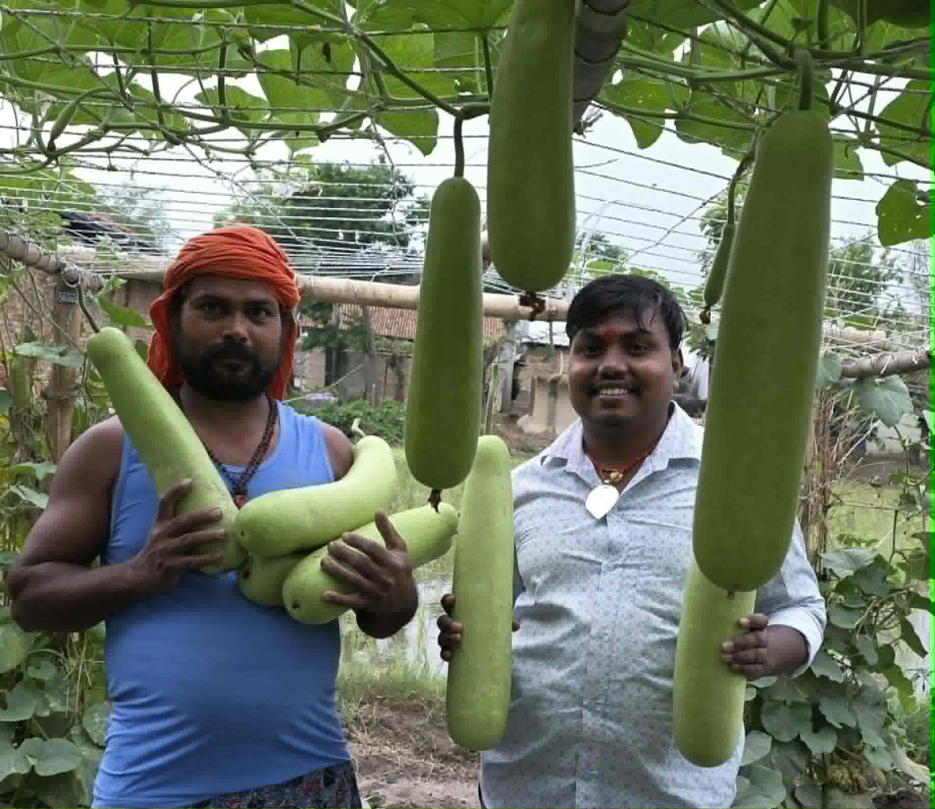अर्गानिक खेतीतर्फ महोत्तरीका किसानको बढ्दो आकर्षण