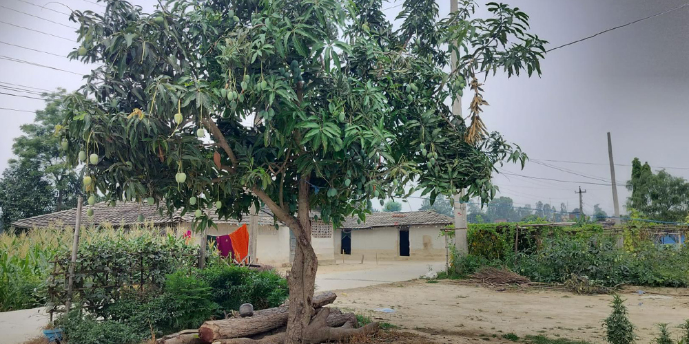 बोट एउटाः आँपका जात दुईवटा
