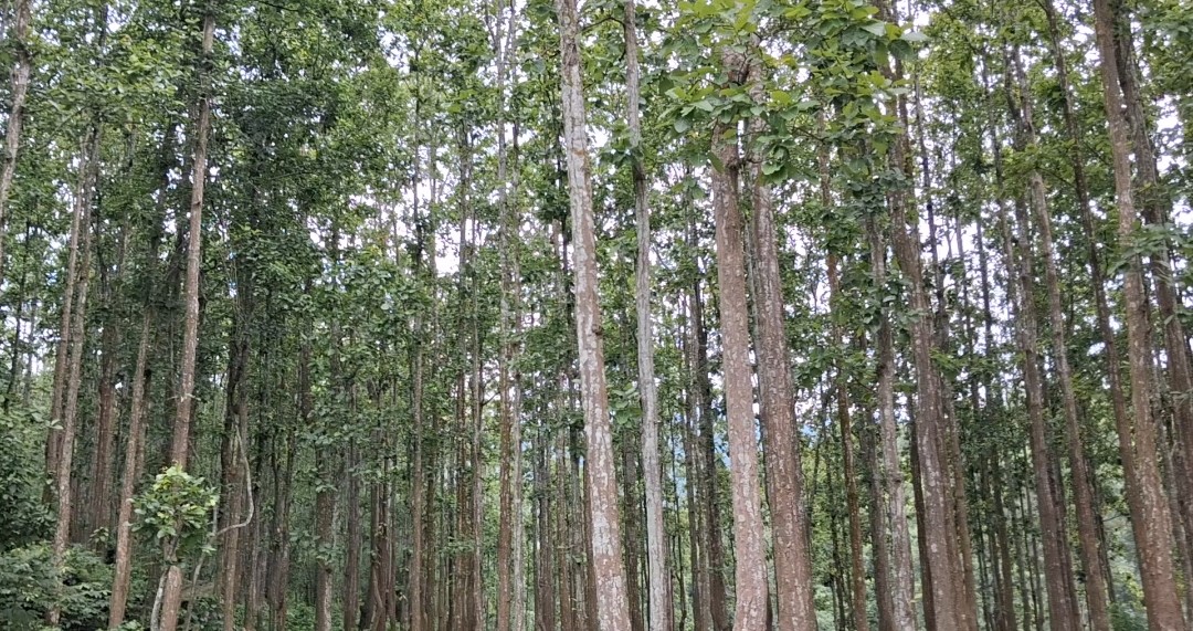 संरक्षण र दिगो व्यवस्थापनबाट सिन्धुलीको बिचित्रा ठाकुर सामुदायिक वन जिल्लाकै नमुना बन्दै