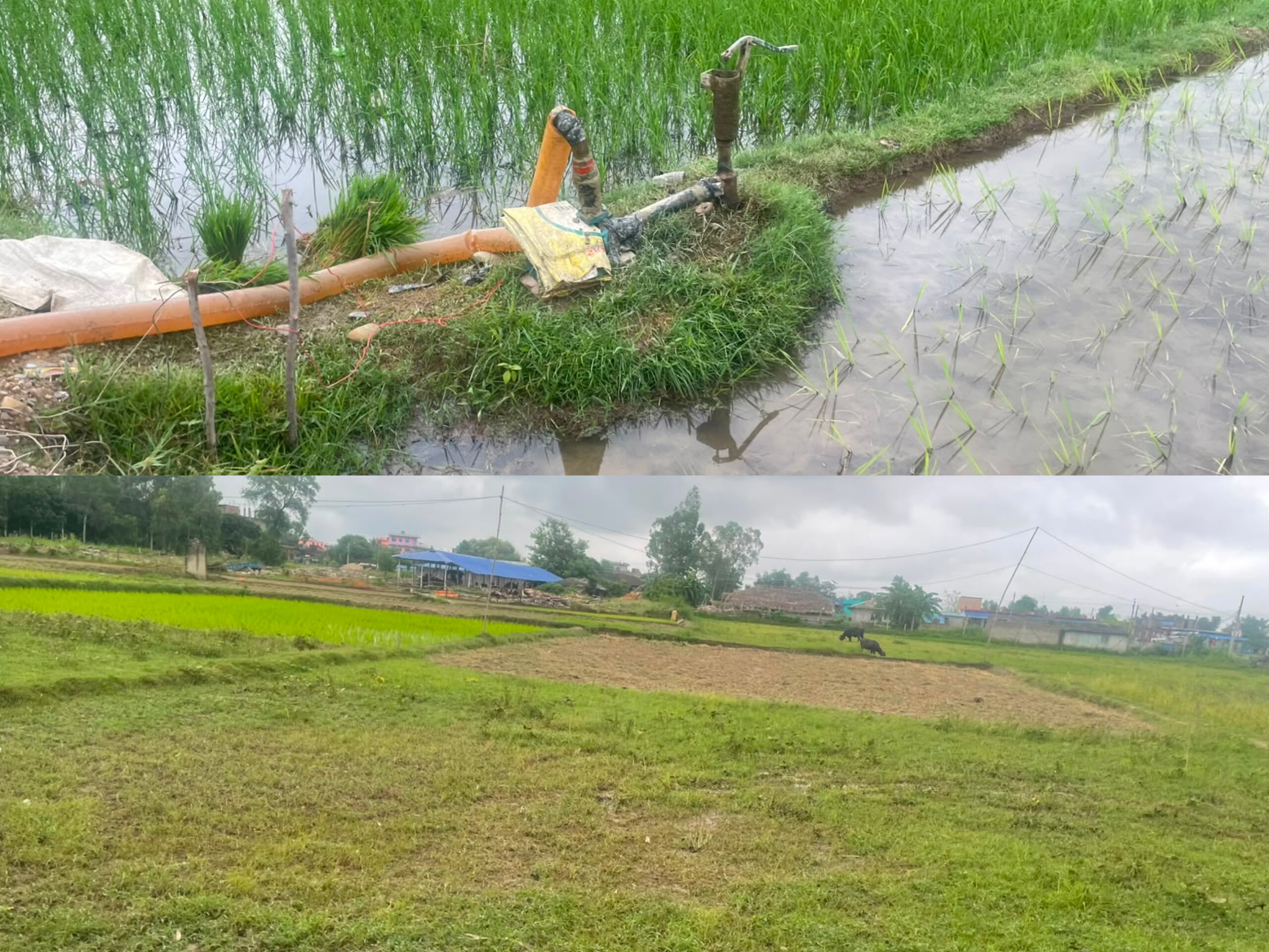 अपर्याप्त वर्षा र मल अभावले महोत्तरीमा धान रोपाइँ प्रभावित, किसान चिन्तित