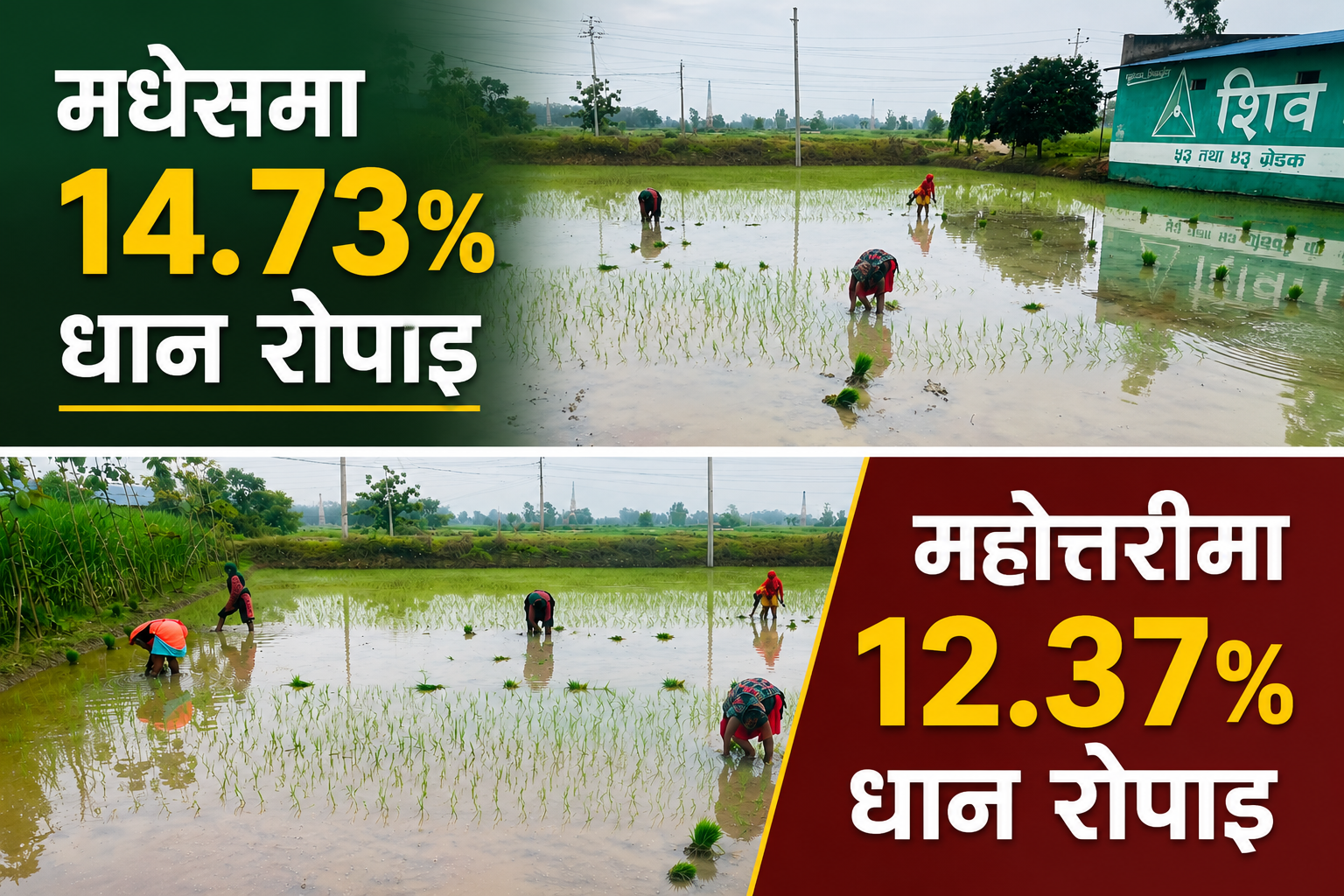मधेसमा १४.७३ प्रतिशत धान रोपाइ,महोत्तरीमा १२.३७ प्रतिशत