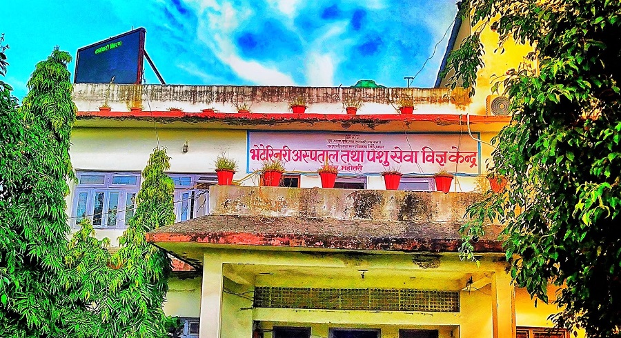 रेबिजविरुद्धको खोपमा कालोबजारीको आरोप