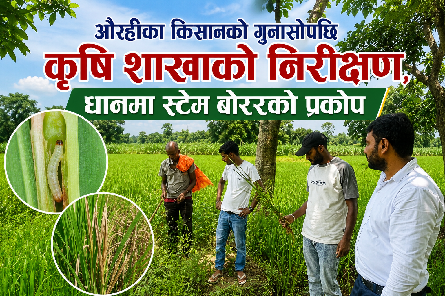 औरहीका किसानको गुनासोपछि कृषि शाखाको निरीक्षण, धानमा स्टेम बोररको प्रकोप