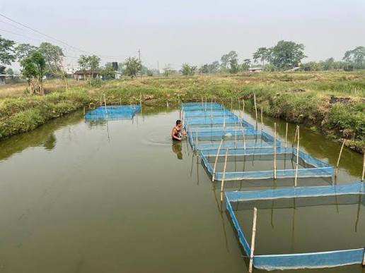 मत्स्य केन्द्र जनकपुरधाम द्वारा चार करोड ३८ लाख भुरा उत्पादन
