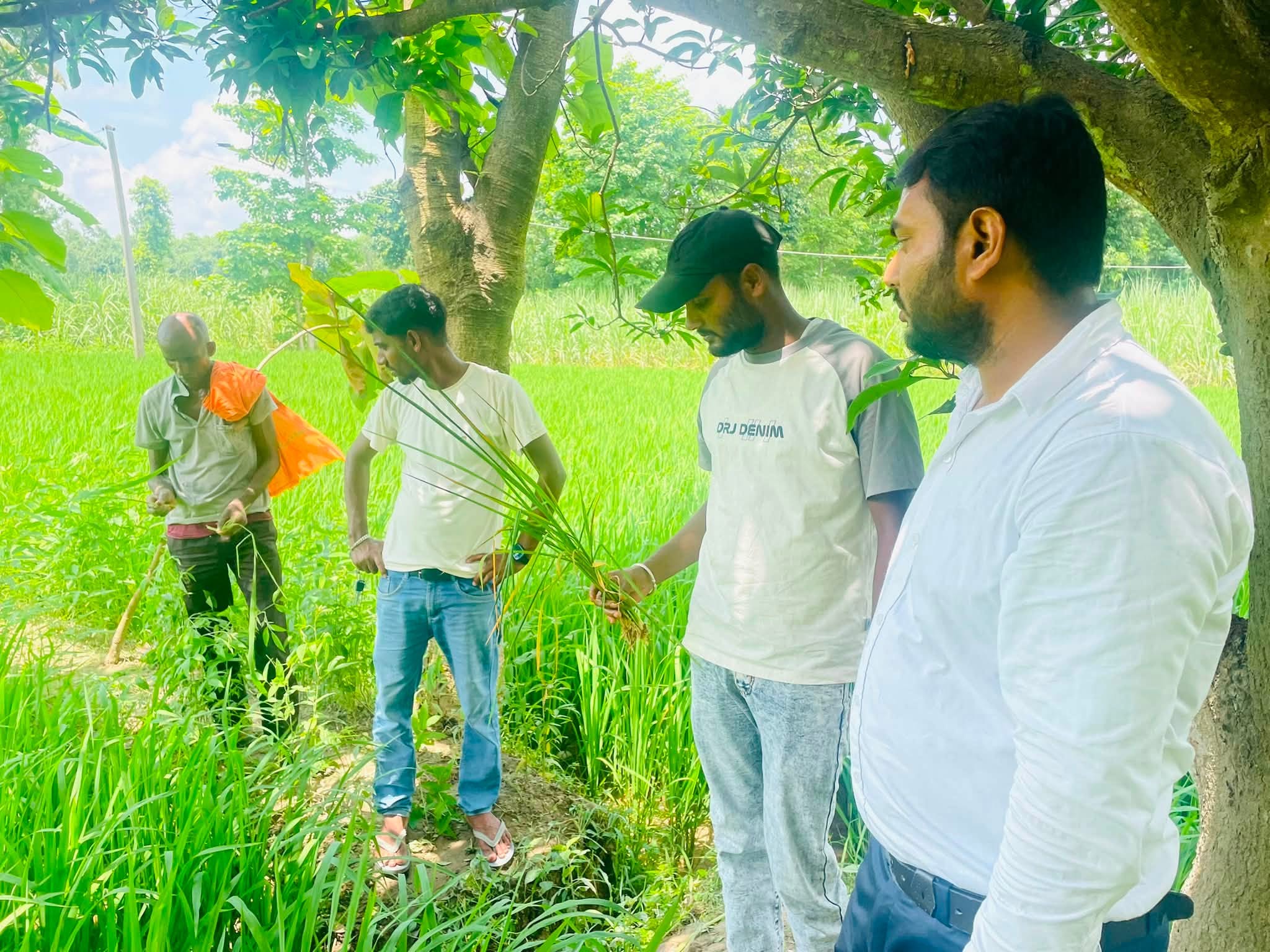 वर्षा नहुँदा महोत्तरीका किसान चिन्तित,भदौ महिना सकिन लाग्दासमेत वर्षा नहुँदा बालीमा रोग र कीराको प्रकोप
