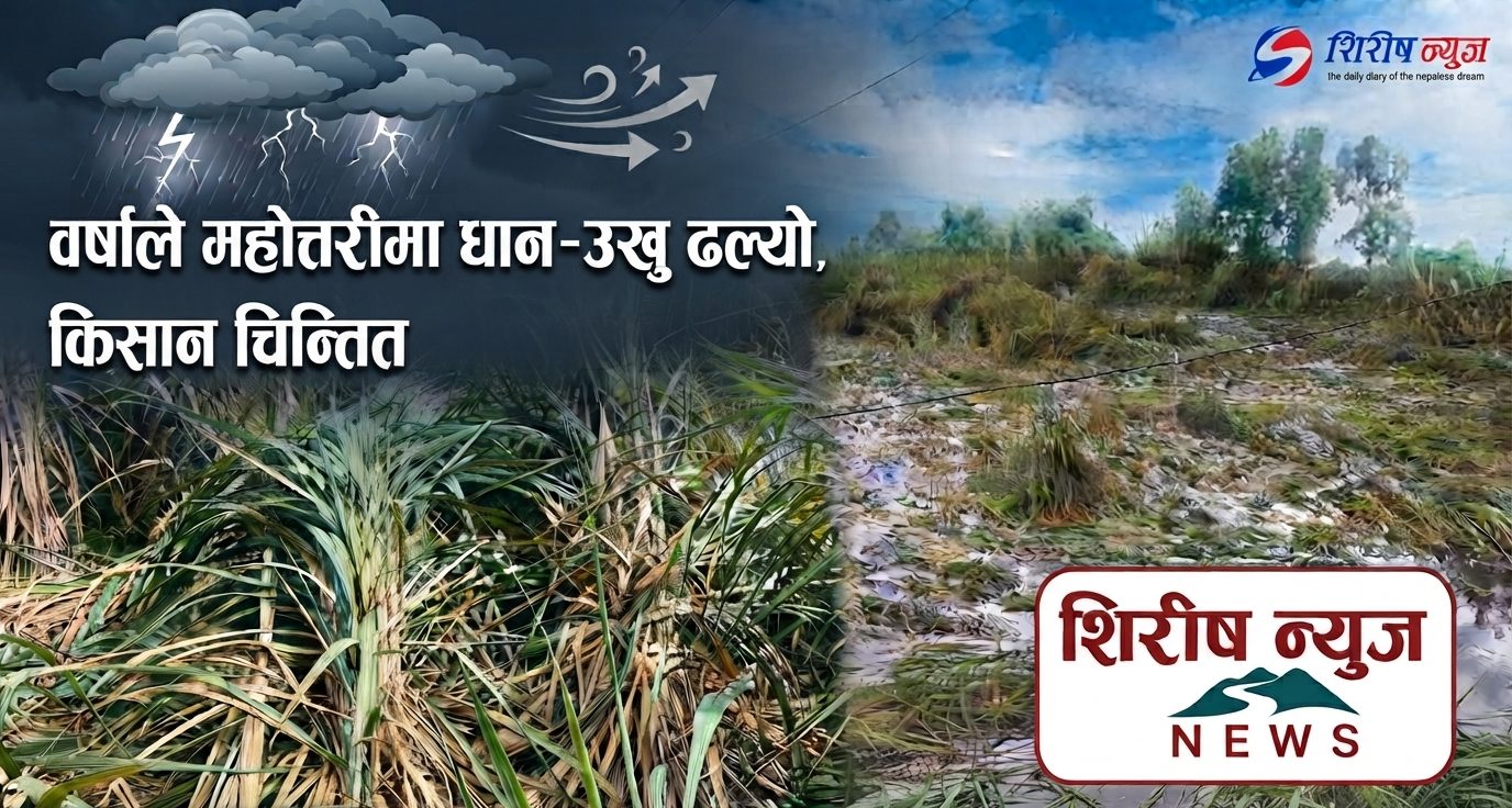 वर्षाले महोत्तरीमा धान–उखु ढल्यो, किसान चिन्तित